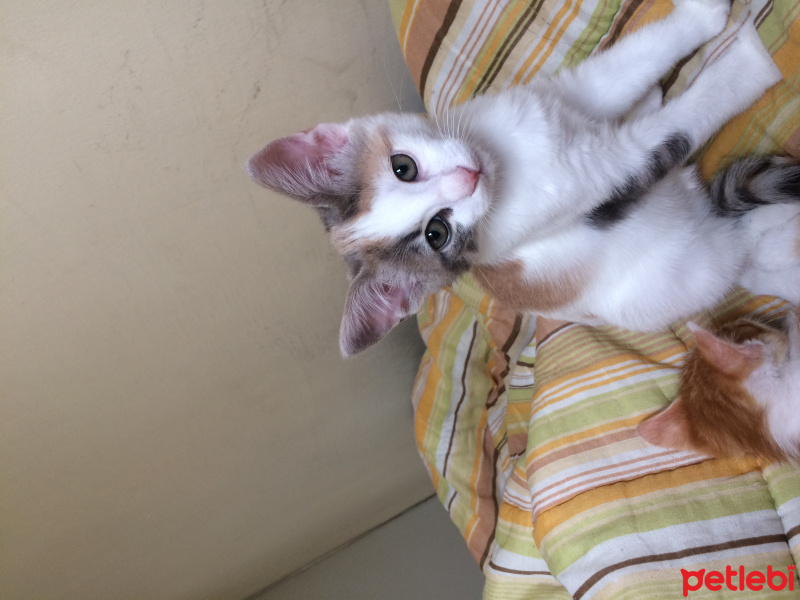 Ankara Kedisi, Kedi  Mia fotoğrafı