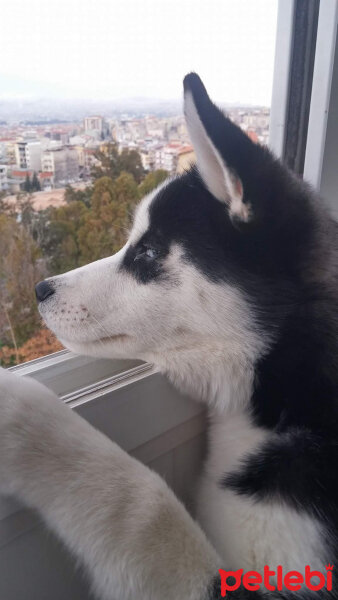 Sibirya Kurdu (Husky), Köpek  alex fotoğrafı