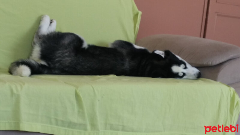 Sibirya Kurdu (Husky), Köpek  alex fotoğrafı