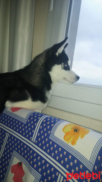 Sibirya Kurdu (Husky), Köpek  alex fotoğrafı