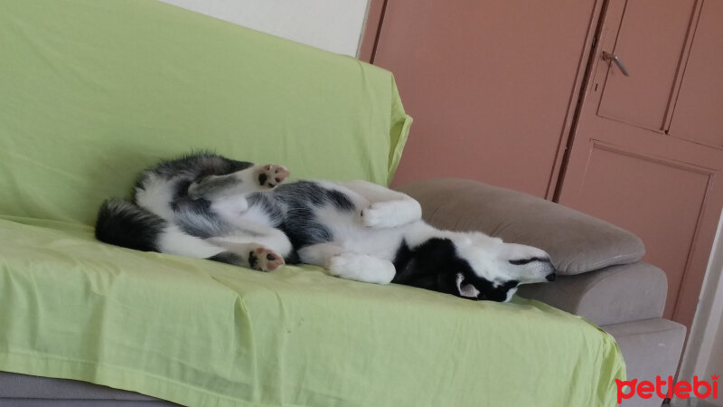 Sibirya Kurdu (Husky), Köpek  alex fotoğrafı