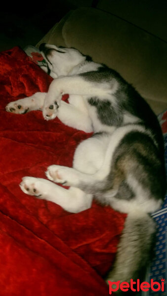 Sibirya Kurdu (Husky), Köpek  alex fotoğrafı