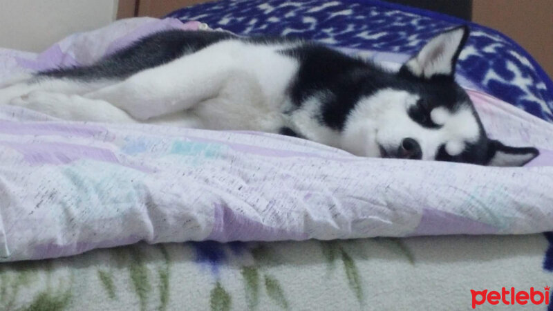 Sibirya Kurdu (Husky), Köpek  alex fotoğrafı