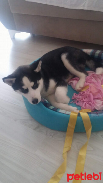 Sibirya Kurdu (Husky), Köpek  alex fotoğrafı