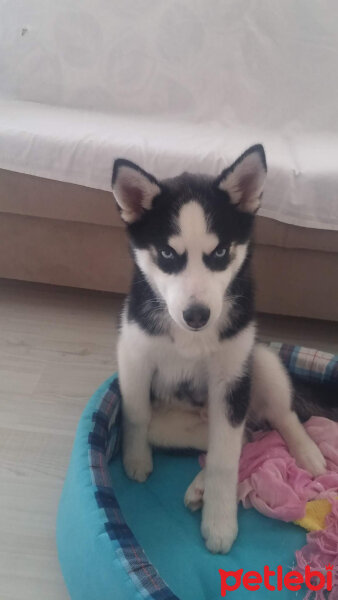 Sibirya Kurdu (Husky), Köpek  alex fotoğrafı