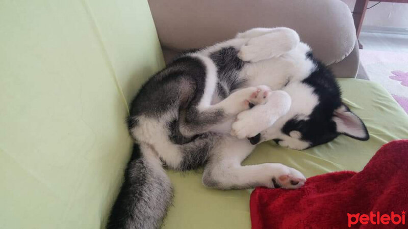 Sibirya Kurdu (Husky), Köpek  alex fotoğrafı