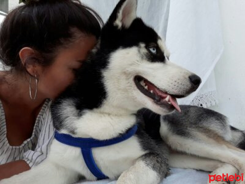 Sibirya Kurdu (Husky), Köpek  alex fotoğrafı