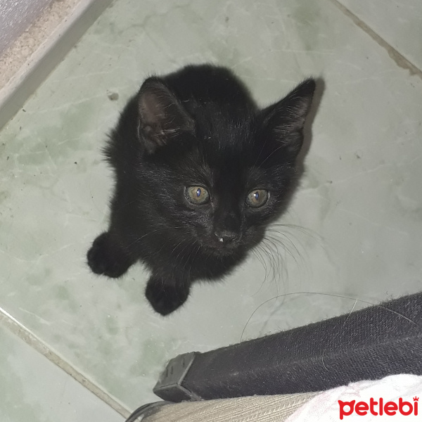 Bombay, Kedi  Zeytin fotoğrafı