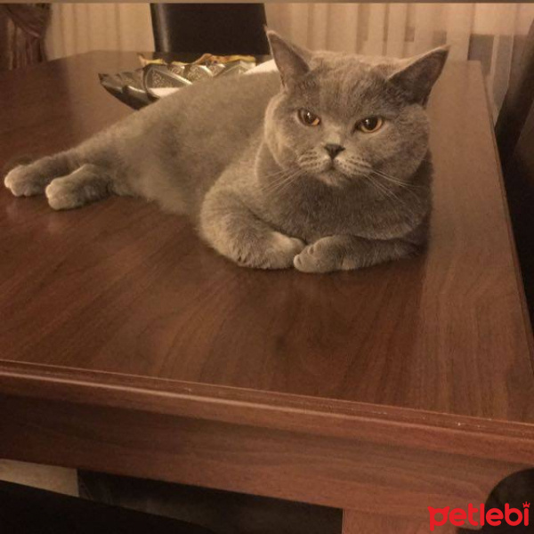 British Shorthair, Kedi  Kuzu fotoğrafı