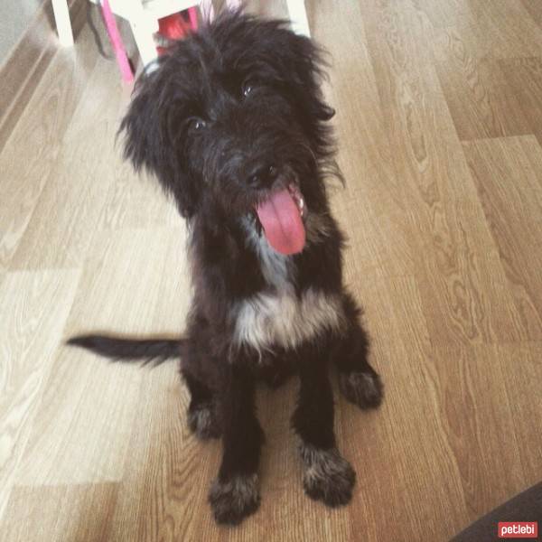 Maltese, Köpek  Şans fotoğrafı