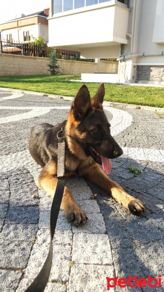 Alman Çoban Köpeği, Köpek  Lisa fotoğrafı