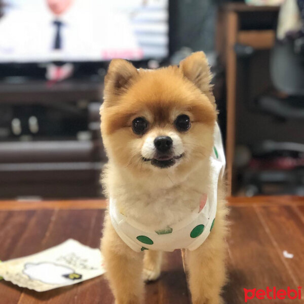 Pomeranyalı, Köpek  İnatçı fotoğrafı