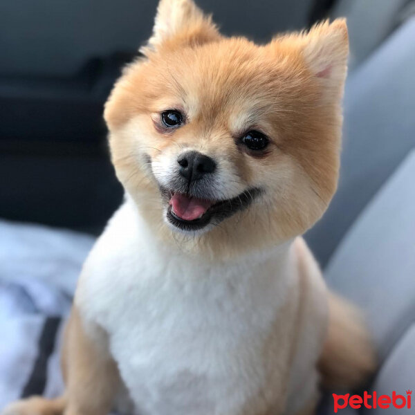 Pomeranyalı, Köpek  İnatçı fotoğrafı