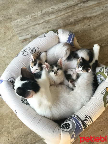 American Wirehair, Kedi  Minnos fotoğrafı