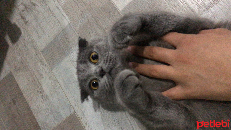 Scottish Fold, Kedi  Luna fotoğrafı