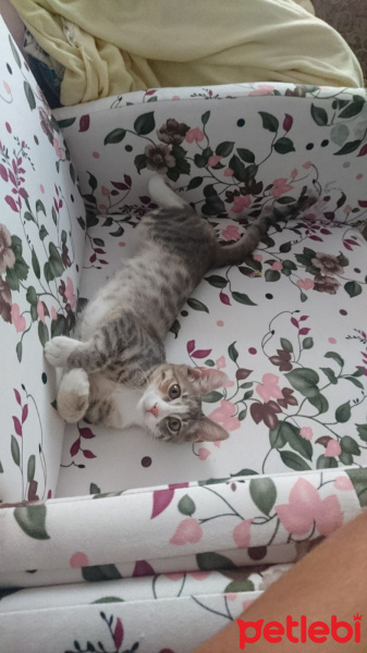 Tekir Kedi, Kedi  Weasel fotoğrafı