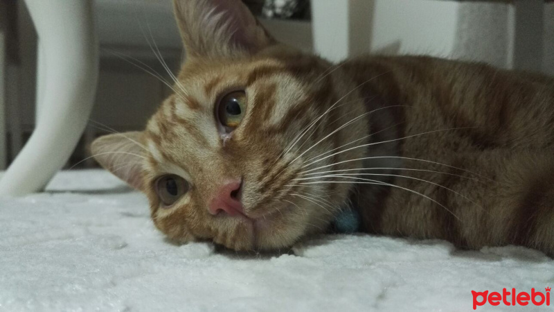Tekir Kedi, Kedi  Tarçın fotoğrafı
