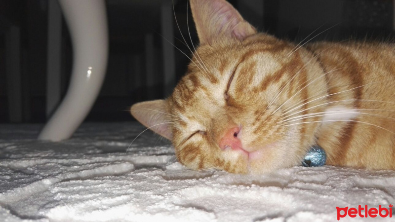Tekir Kedi, Kedi  Tarçın fotoğrafı