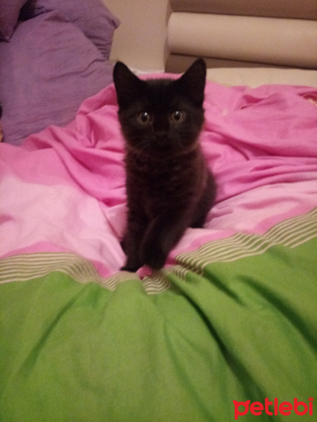Bombay, Kedi  Siyah fotoğrafı