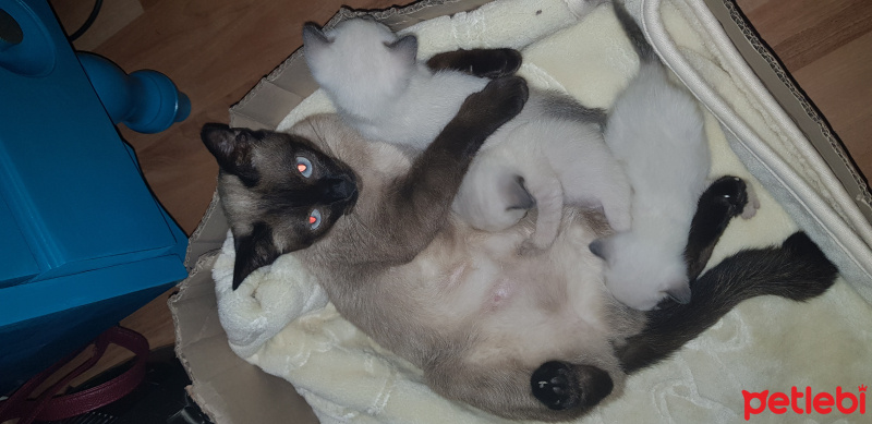 Siyam Kedisi, Kedi  Safiye ( safiş) fotoğrafı