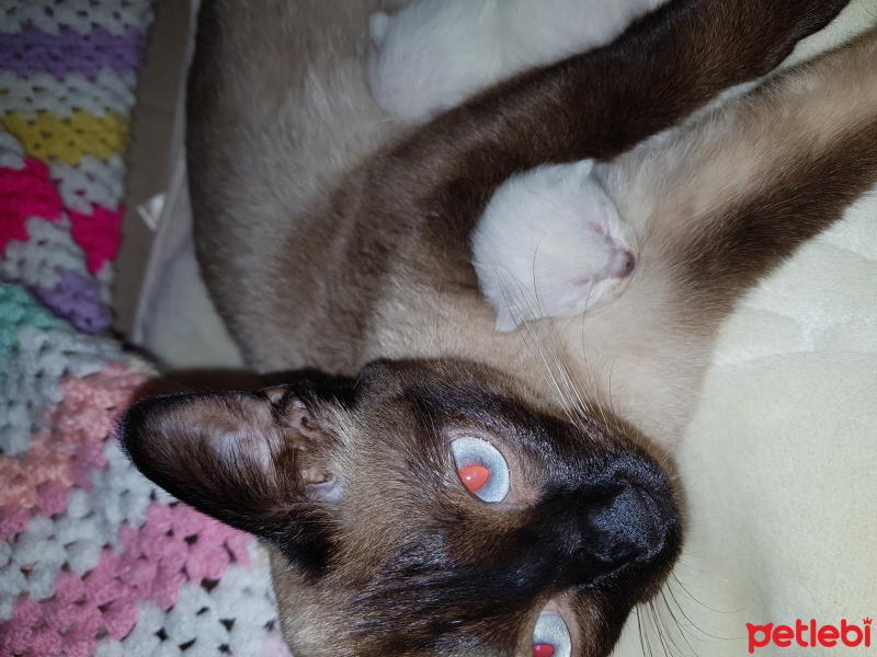 Siyam Kedisi, Kedi  Safiye ( safiş) fotoğrafı