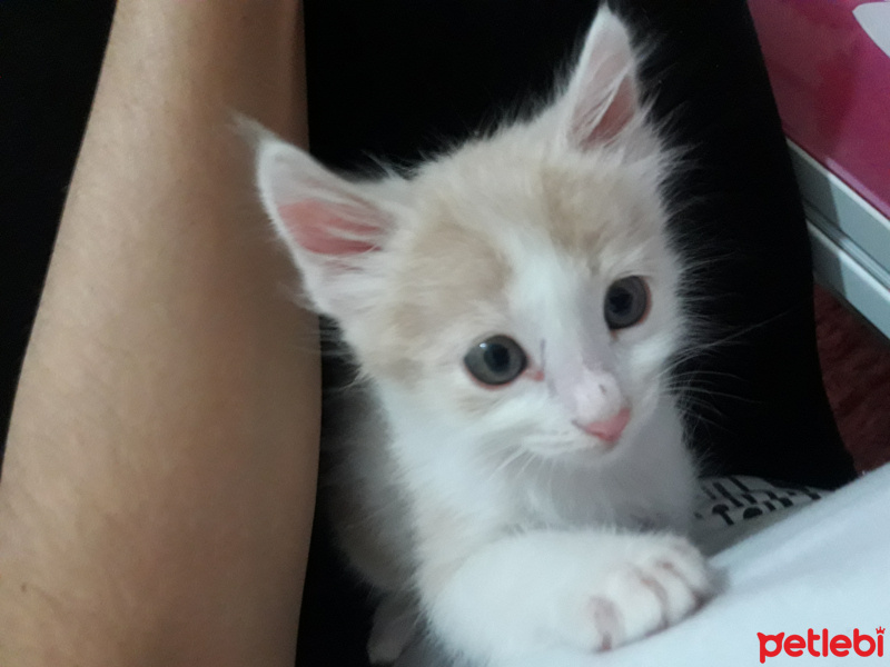 Tekir Kedi, Kedi  Pıtır fotoğrafı