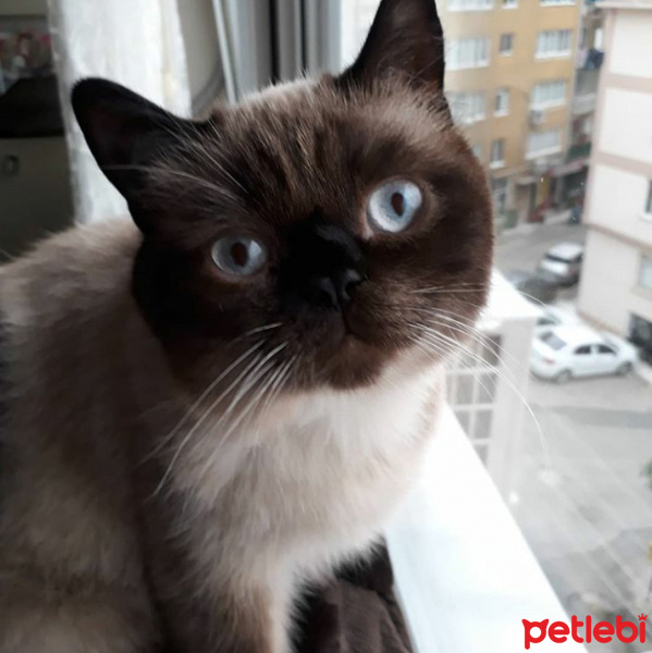 Siyam Kedisi, Kedi  Paşa fotoğrafı