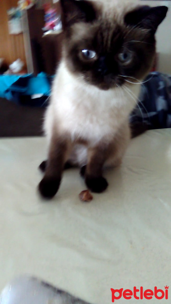 Siyam Kedisi, Kedi  Paşa fotoğrafı