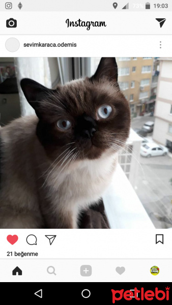 Siyam Kedisi, Kedi  Paşa fotoğrafı