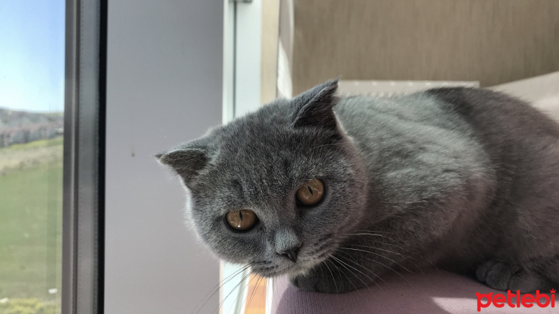 Scottish Fold, Kedi  Dori fotoğrafı
