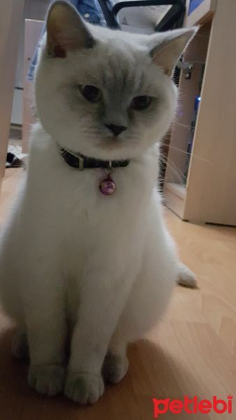 British Shorthair, Kedi  Bobo fotoğrafı
