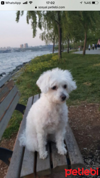 Maltese, Köpek  Pamuk fotoğrafı