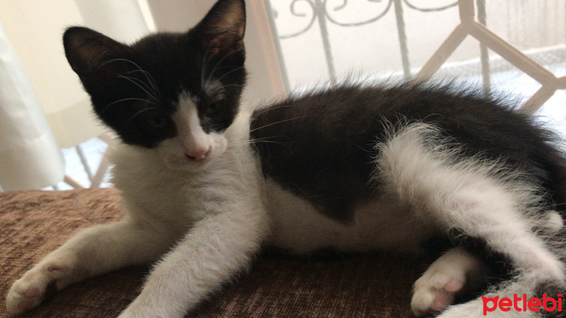 American Wirehair, Kedi  Pablo fotoğrafı
