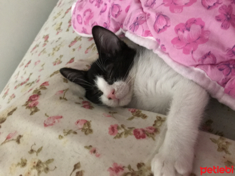 American Wirehair, Kedi  Pablo fotoğrafı