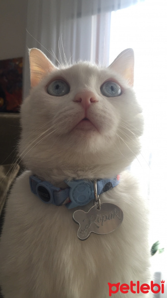 Van Kedisi, Kedi  Köpük fotoğrafı