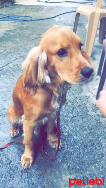 İngiliz Cocker Spaniel, Köpek  odi fotoğrafı