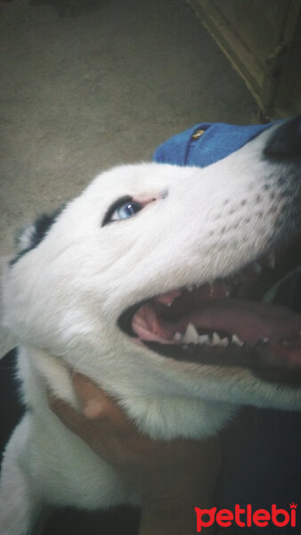 Sibirya Kurdu (Husky), Köpek  Börü fotoğrafı