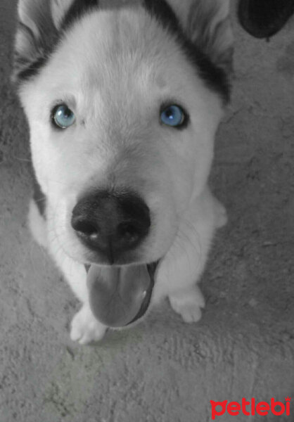 Sibirya Kurdu (Husky), Köpek  Börü fotoğrafı