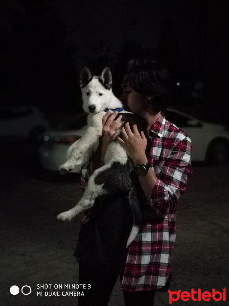 Sibirya Kurdu (Husky), Köpek  Börü fotoğrafı