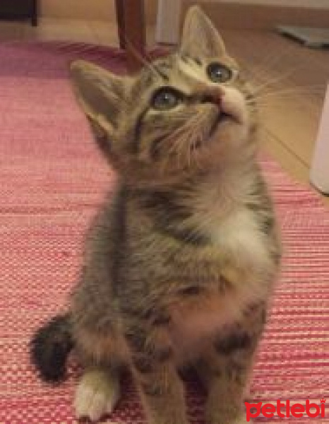 Tekir Kedi, Kedi  Hagrid fotoğrafı