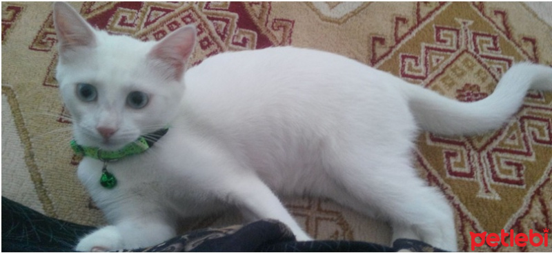 Van Kedisi, Kedi  Hırçın fotoğrafı