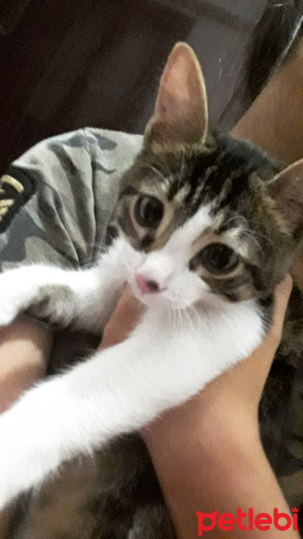 Tekir Kedi, Kedi  Muhtar fotoğrafı