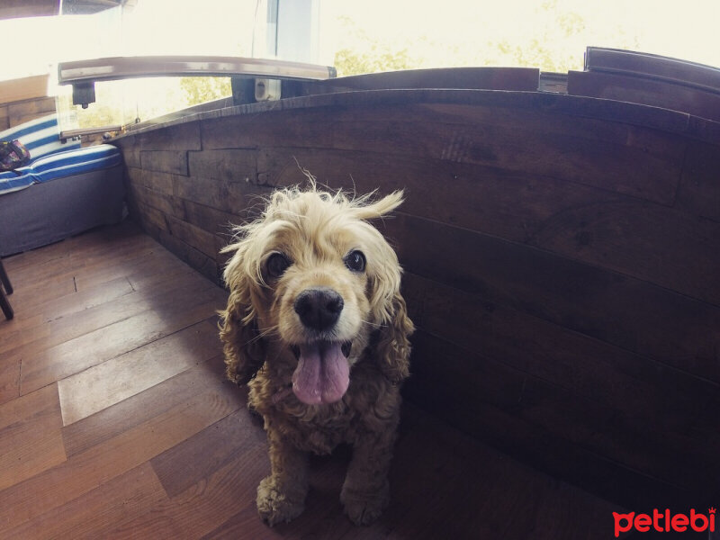 Amerikan Cocker Spaniel, Köpek  Leydi fotoğrafı