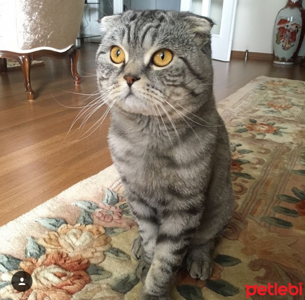Scottish Fold, Kedi  BONCUK fotoğrafı