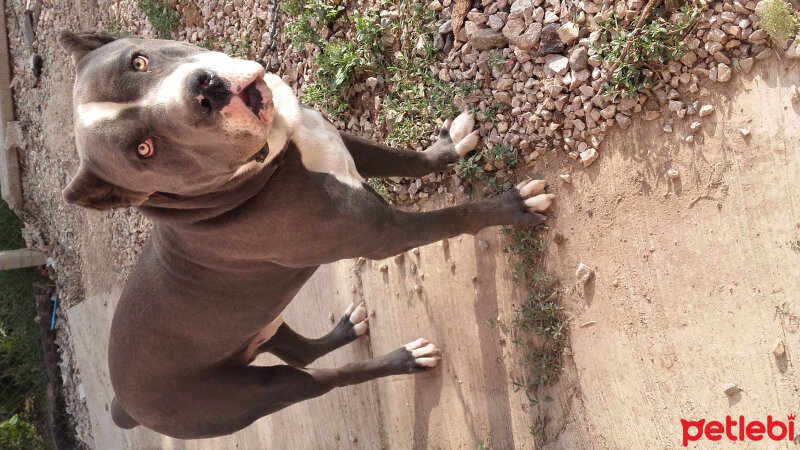 Cane Corso Italiano, Köpek  Doçka fotoğrafı