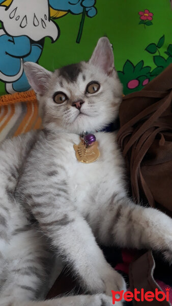 British Shorthair, Kedi  MİLA fotoğrafı