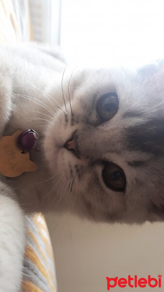 British Shorthair, Kedi  MİLA fotoğrafı