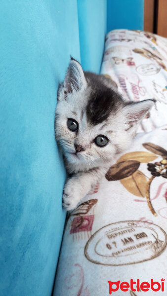 British Shorthair, Kedi  MİLA fotoğrafı