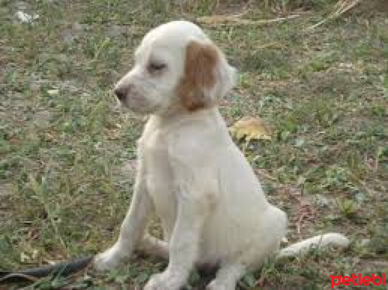 İngiliz Setter, Köpek  Gümüş fotoğrafı