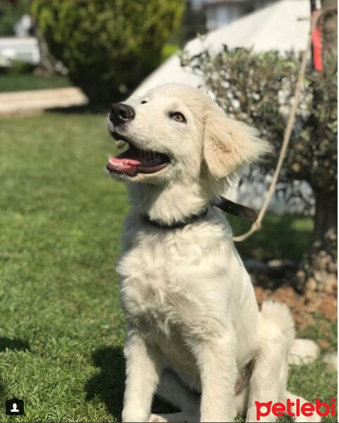 Golden Retriever, Köpek  tedi fotoğrafı